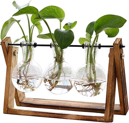Xxxflower Plant Terrarium - Nature-inspired decorative gift for Mother’s Day Xxxflower Plant Terrarium featuring glass vases and a rustic wooden stand Using Amazon Gift Card